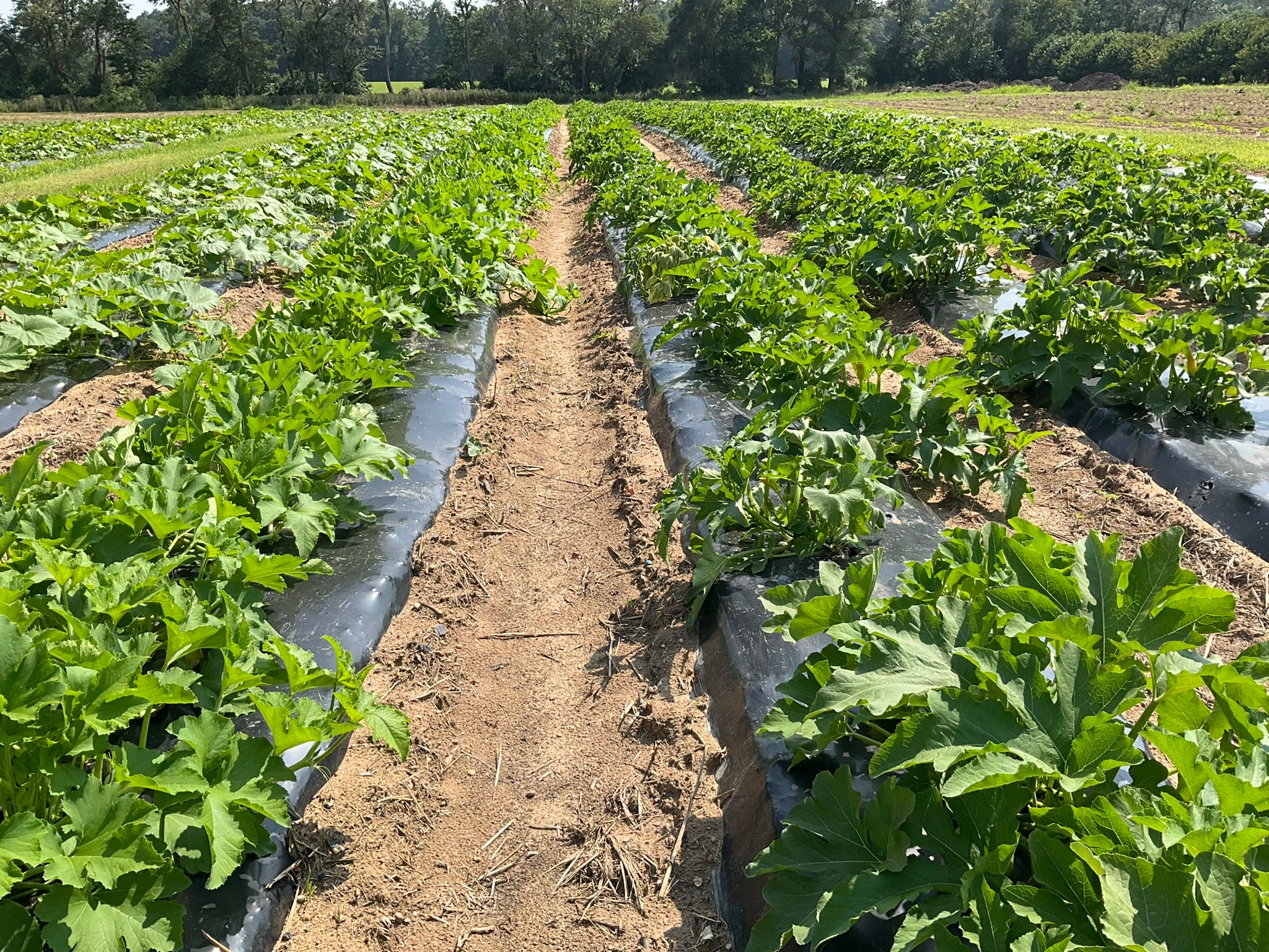 Gallery | Weavers Farm Market